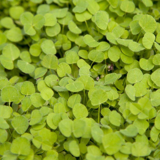 Subterranean Clover Mix - Nitrocoated Seed (lb) Grow Organic