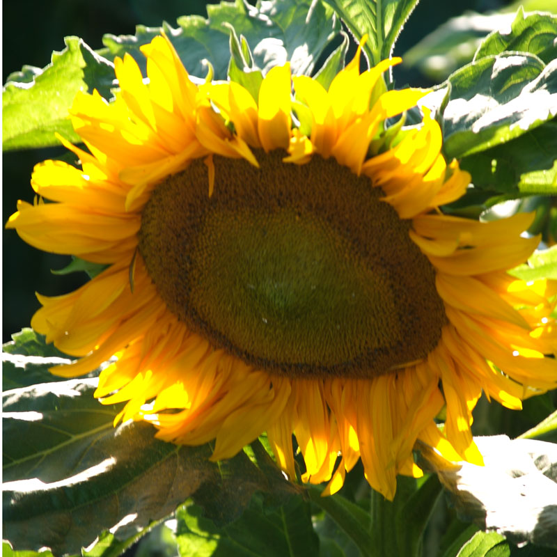 Organic Sunflower, Dwarf Sunspot (pack) - Grow Organic Organic Sunflower, Dwarf Sunspot (pack) Flower Seed & Bulbs