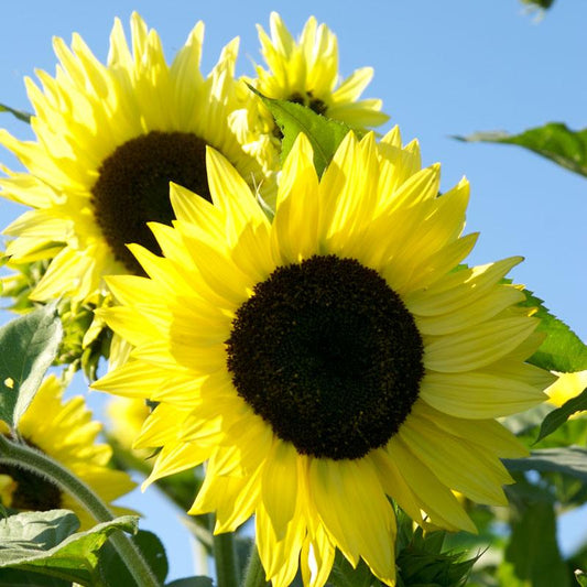 Lemon Queen Sunflower True Leaf Market