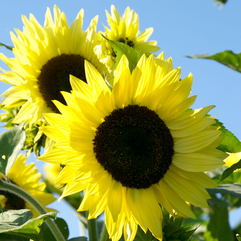 Organic Sunflower, Lemon Queen (1/4 lb) Peaceful Valley
