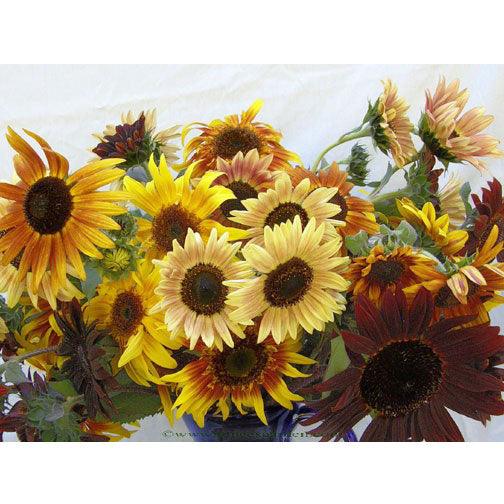 Sun Samba Ornamental Sunflower Flower Seeds Renee's Garden