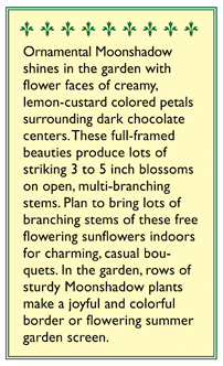 Moonshadow Ornamental Sunflower Flower Seeds Renee's Garden