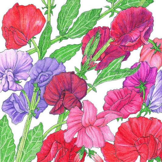 Sweet Pea, Old Spice Mix (1/4 lb) Peaceful Valley