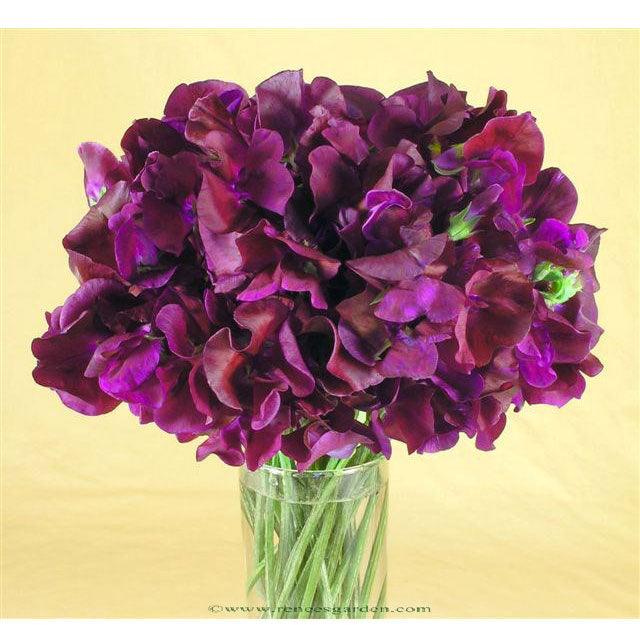 Zinfandel Sweet Pea Flower Seeds Renee's Garden