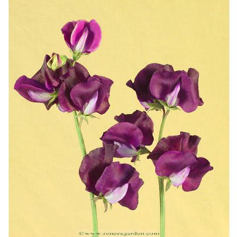 Zinfandel Sweet Pea Flower Seeds Renee's Garden