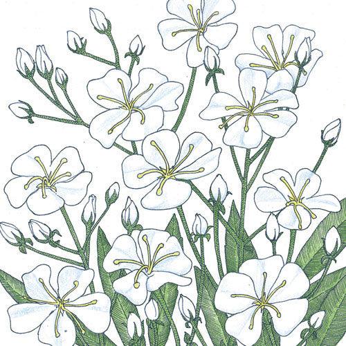Baby's Breath (1/4 lb) Peaceful Valley