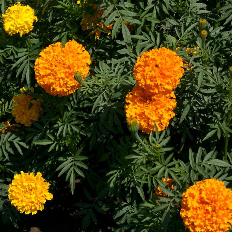 Marigold, African (pack) - Grow Organic Marigold, African (pack) Flower Seeds