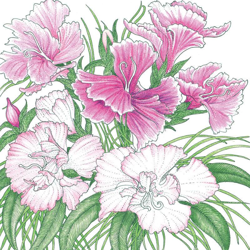Sweet William (pack) - Grow Organic Sweet William (pack) Flower Seeds
