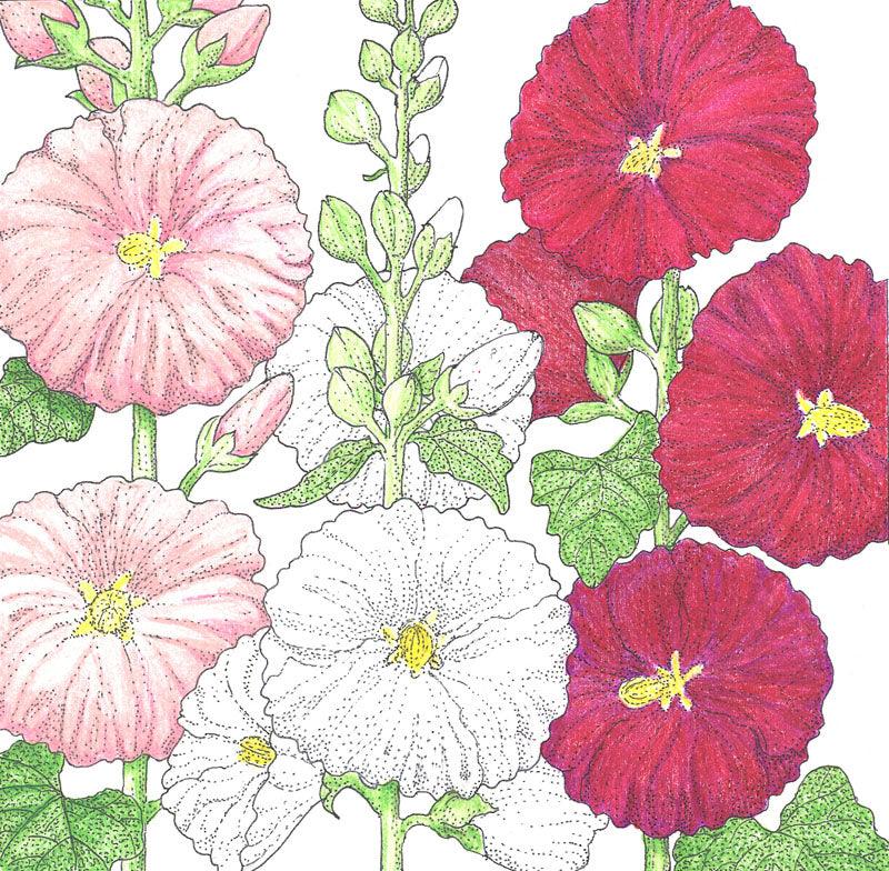 Hollyhock (pack) Peaceful Valley