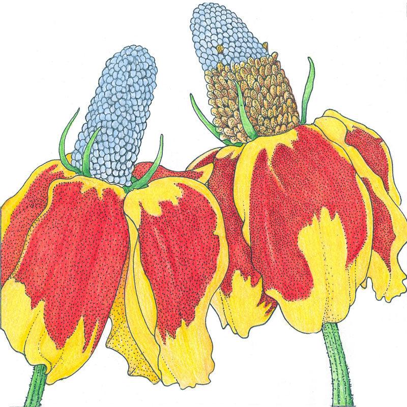 Mexican Hat (pack) Peaceful Valley