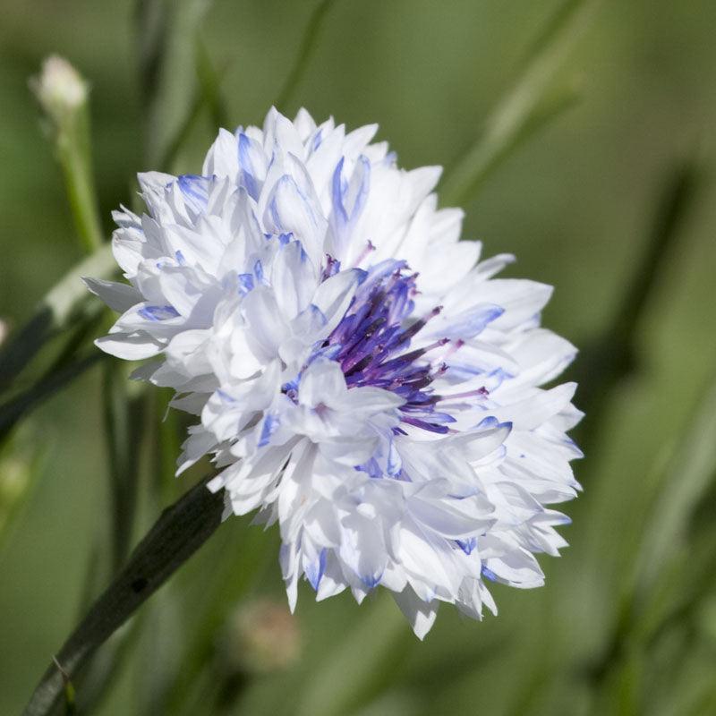 Bachelor Buttons (1/4 lb) Peaceful Valley