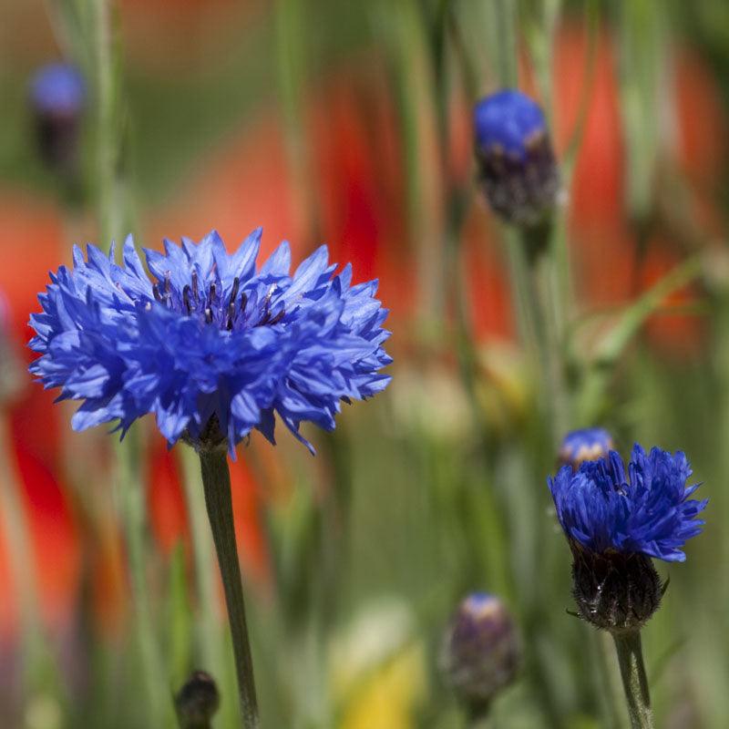 Bachelor Buttons (1/4 lb) Peaceful Valley