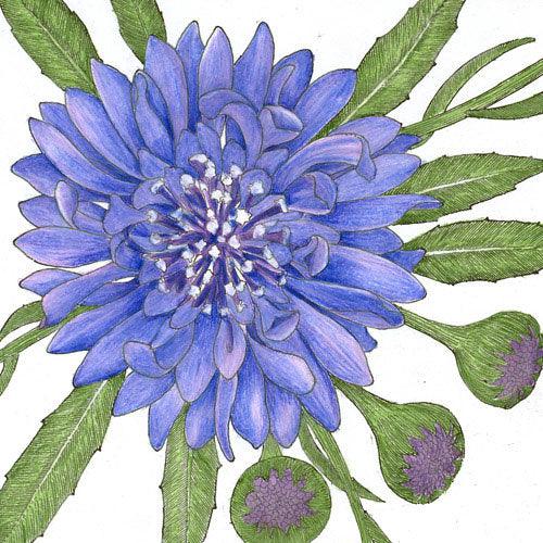 Bachelor Buttons (1/4 lb) Peaceful Valley