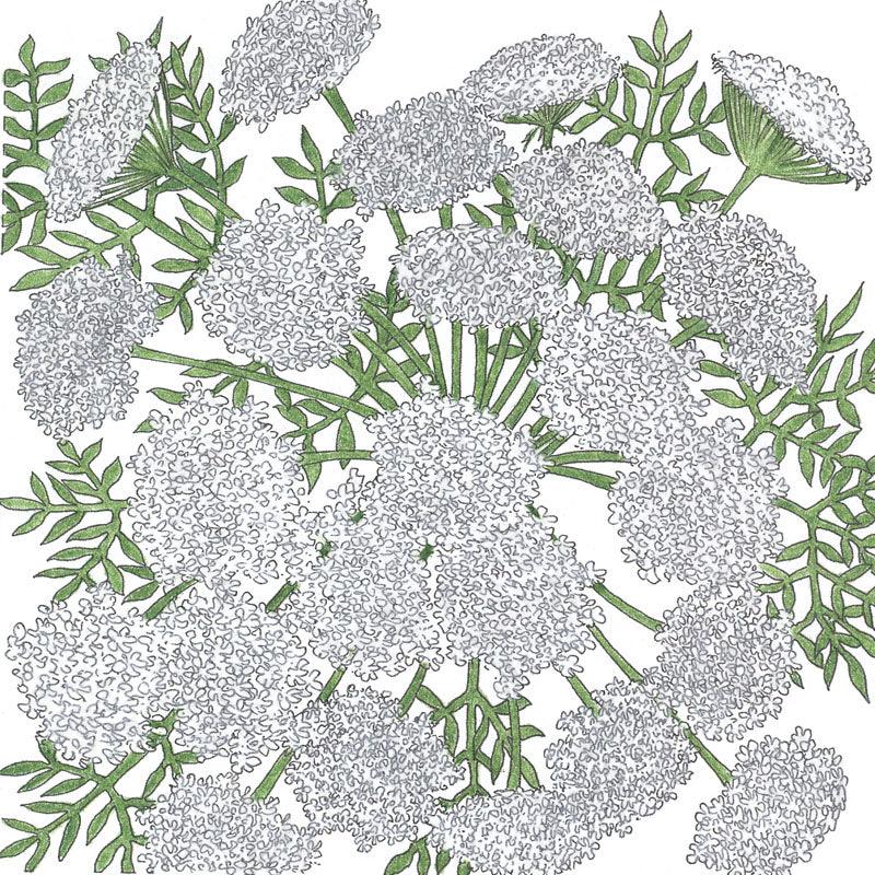 Queen Anne's Lace (pack) Peaceful Valley