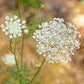 Queen Anne's Lace (1/4 lb) - Grow Organic Queen Anne's Lace (1/4 lb) Flower Seeds