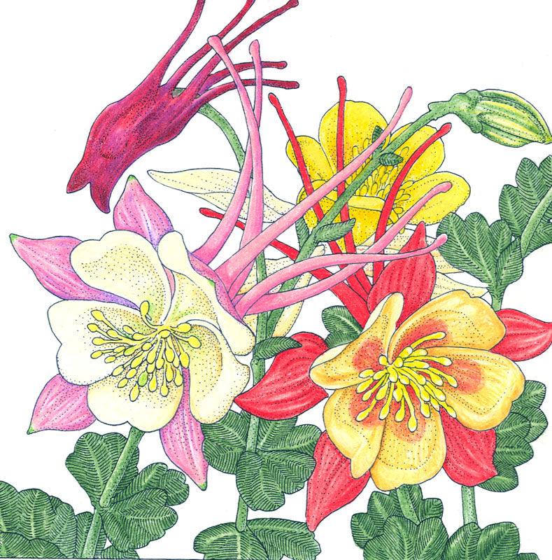 Columbine, "McKana's Giant Mix" (pack) Peaceful Valley