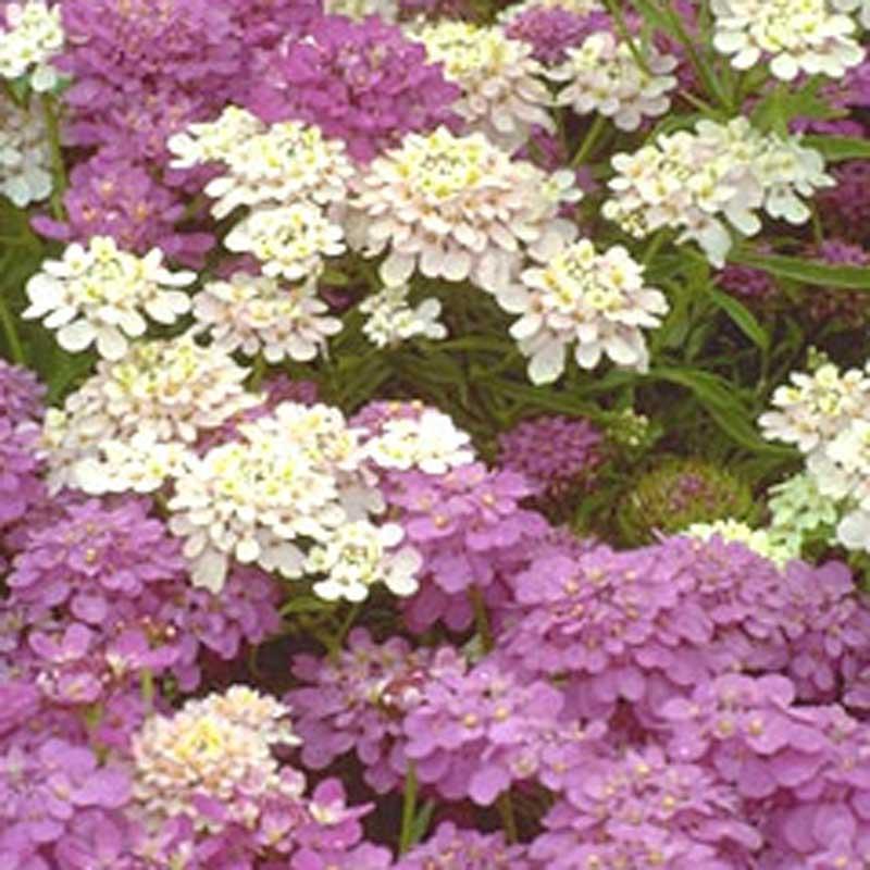 Candytuft, Dwarf (pack) Peaceful Valley