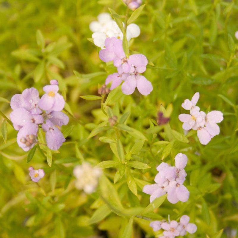 Candytuft, Dwarf (pack) - Grow Organic Candytuft, Dwarf (pack) Flower Seeds