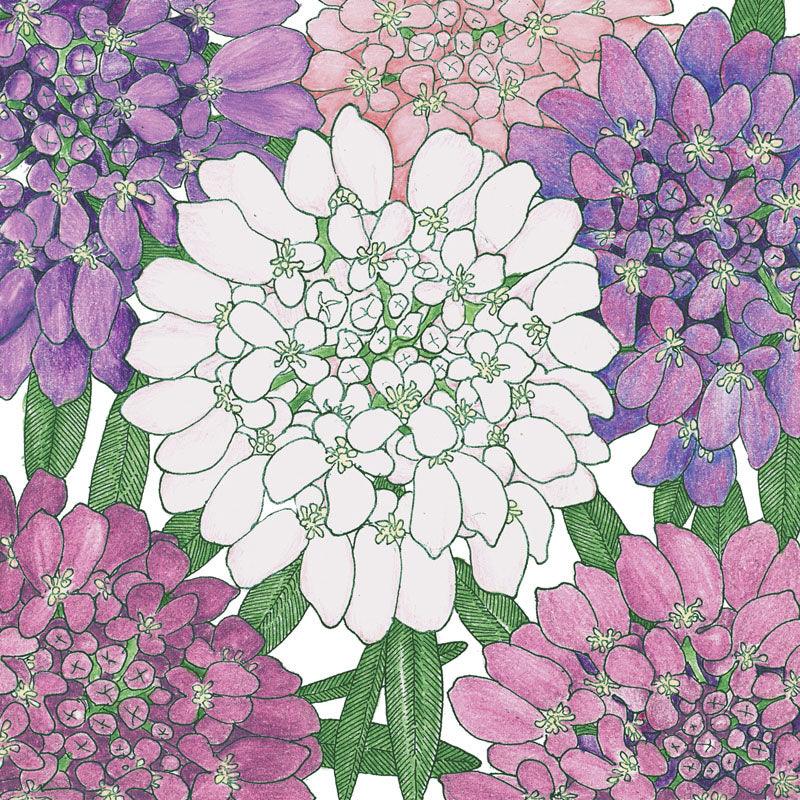 Candytuft, Dwarf (pack) Peaceful Valley