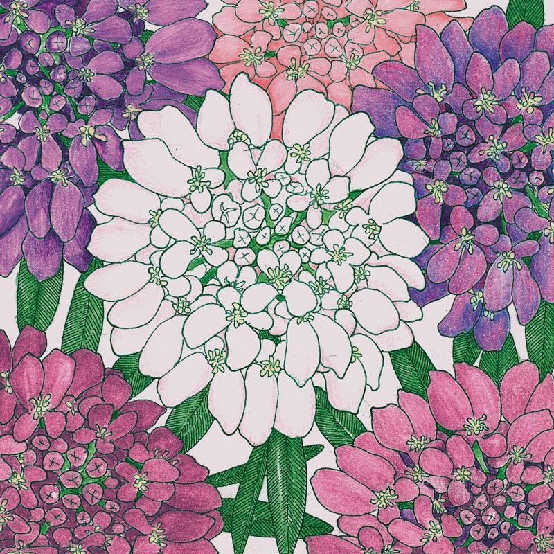 Candytuft, Dwarf (1/4 lb) Peaceful Valley