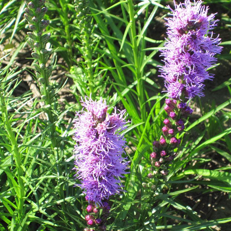 Dense Blazing Star (pack) Peaceful Valley