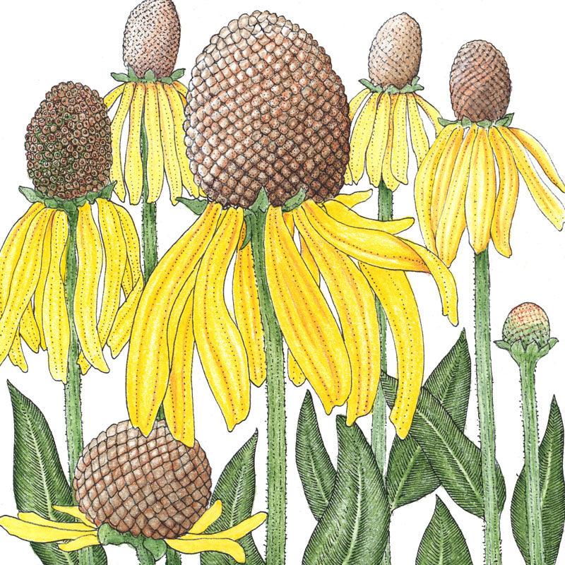 Coneflower, Yellow Prairie (pack) Peaceful Valley
