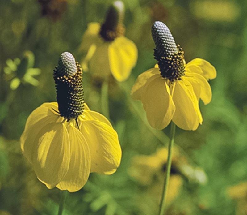 Coneflower, Yellow Prairie (pack) Peaceful Valley