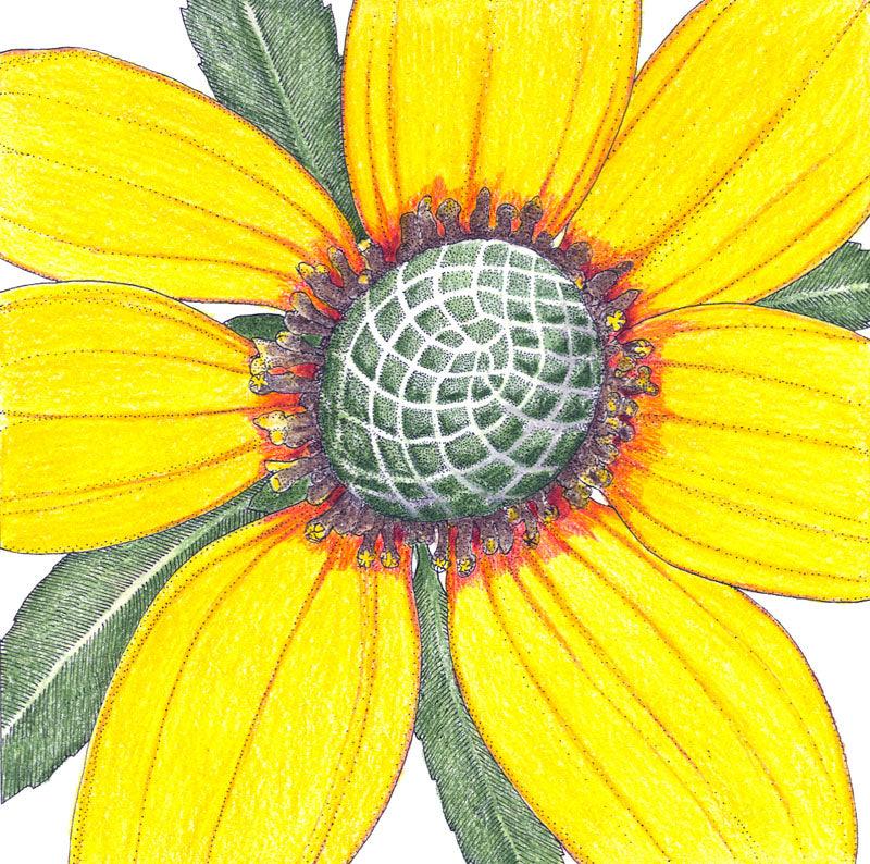 Coneflower, Clasping (pack) Peaceful Valley