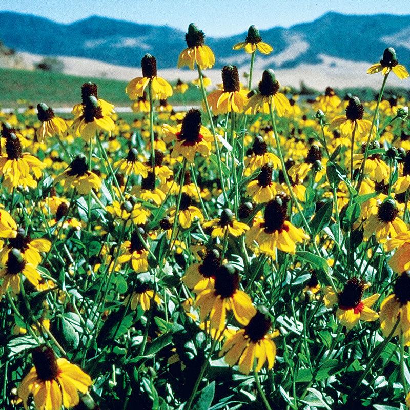 Coneflower, Clasping (pack) Peaceful Valley