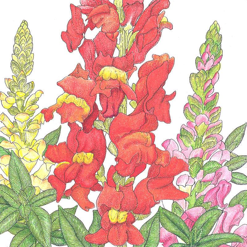 Snapdragon, Spurred (1/4 lb) Peaceful Valley