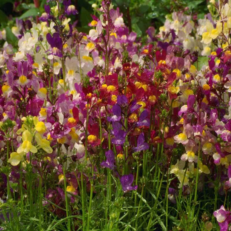 Spurred Snapdragon Seed Pack - Grow Organic