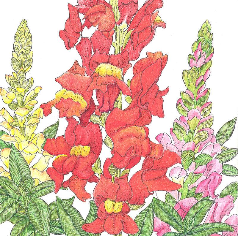 Spurred Snapdragon Seed Pack - Grow Organic