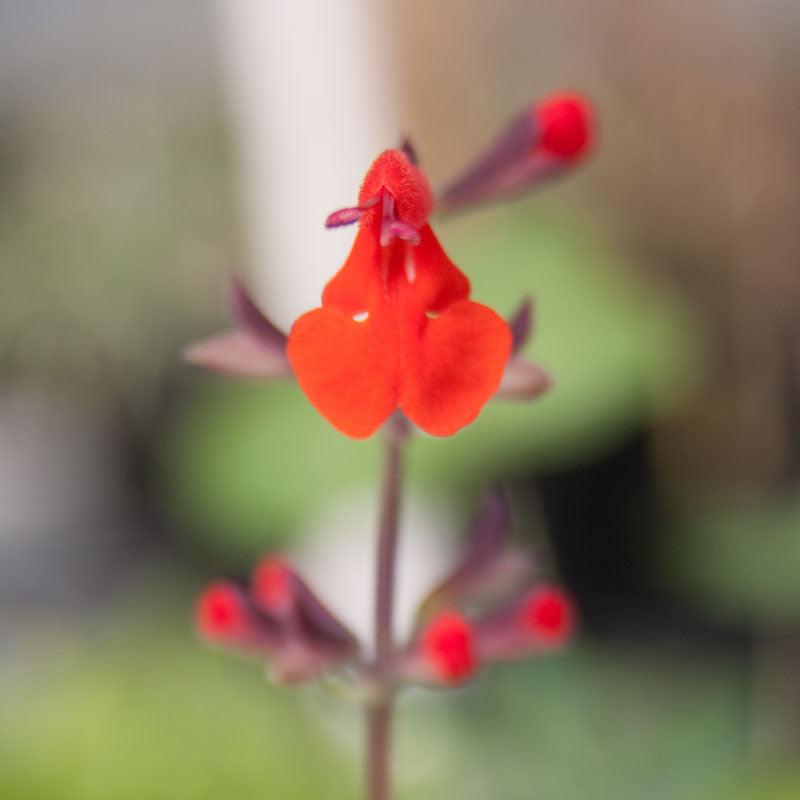 Sage, Scarlet (pack) - Grow Organic