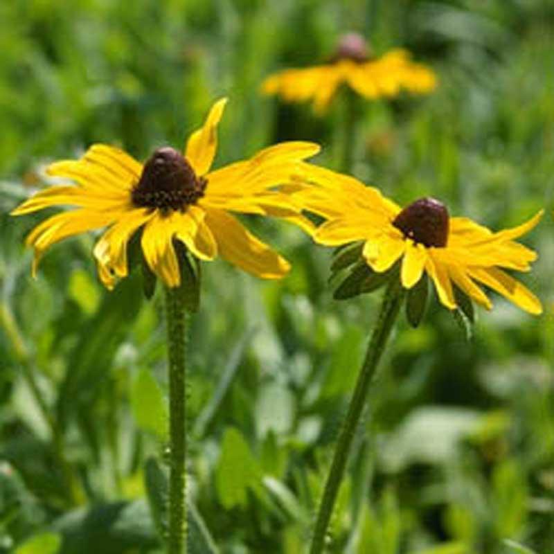 Black-Eyed Susan (1/4 lb) Peaceful Valley