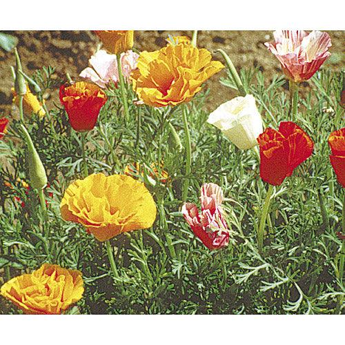 California Poppy, Mission Bells (lb) Peaceful Valley