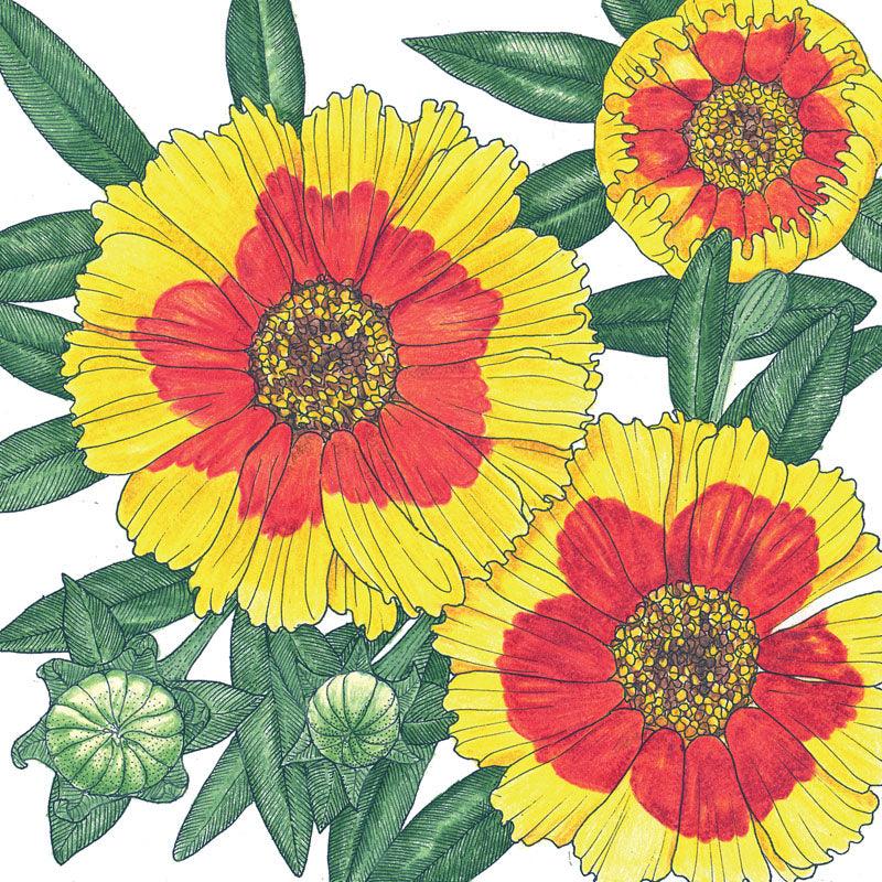 Coreopsis, Plains (pack) Peaceful Valley