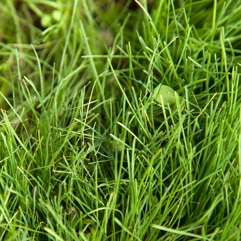 Peaceful Valley Kaleidoscope Meadow Mix - Seed (lb) Peaceful Valley