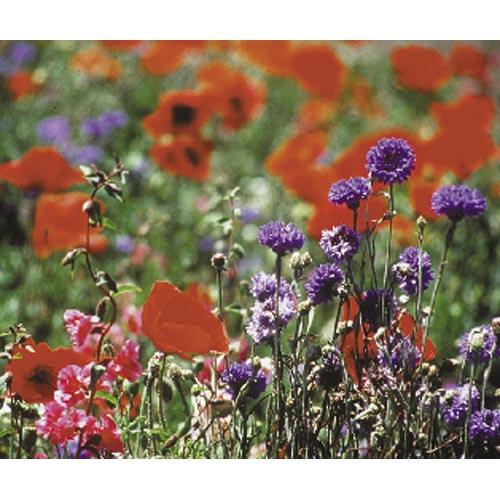 North American Shade Wildflower Mix (lb) Peaceful Valley