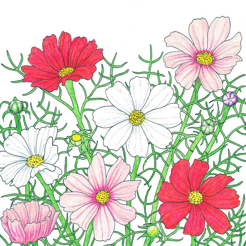 Cosmos, Sensation Mix (pack) Peaceful Valley