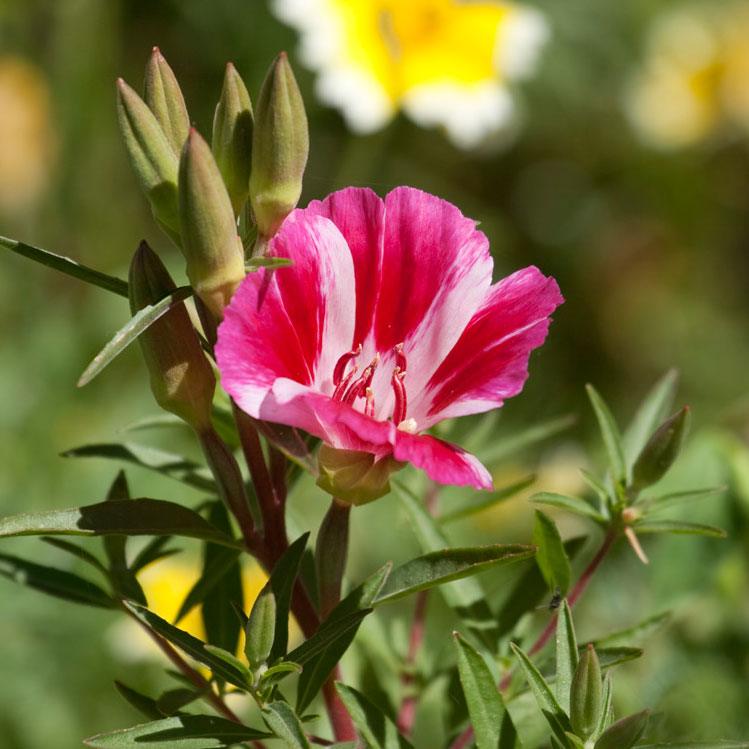 Godetia, Semi-Tall Single Mix (pack) - Grow Organic Godetia, Semi-Tall Single Mix (pack) Flower Seed & Bulbs