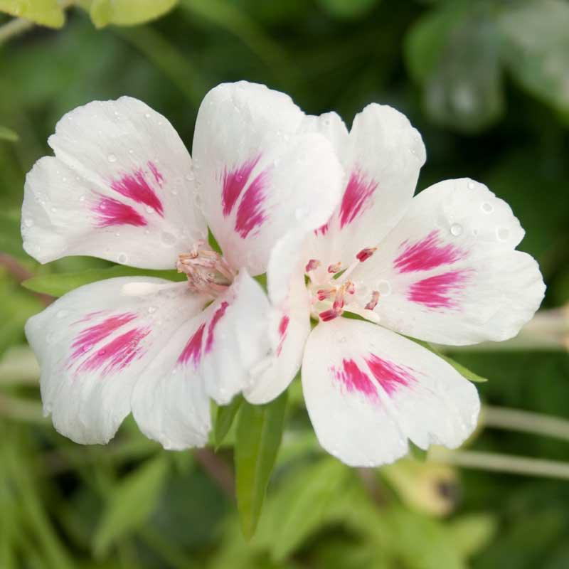 Godetia, Semi-Tall Single Mix (pack) Peaceful Valley