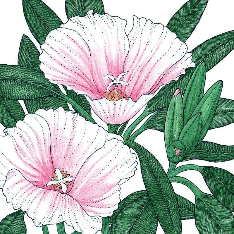 Godetia, Semi-Tall Single Mix (pack) Peaceful Valley