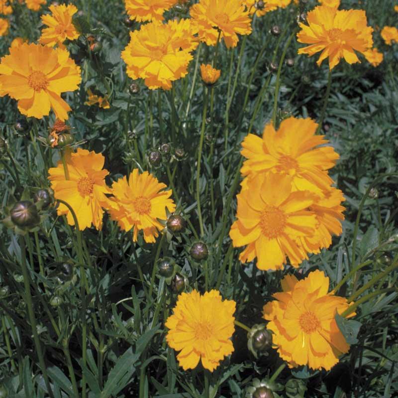 Coreopsis, Lance-Leaved (pack) Peaceful Valley
