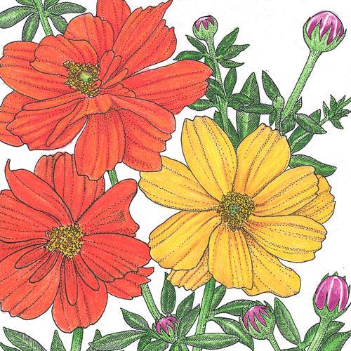 Cosmos, Bright Lights Mix (pack) Peaceful Valley