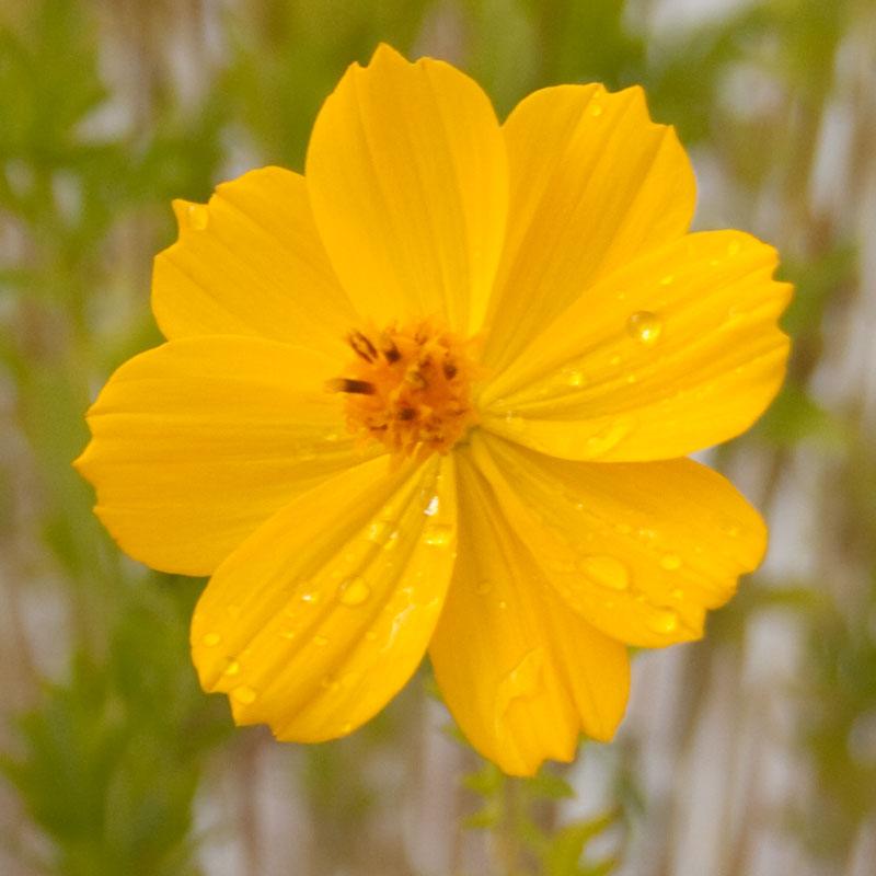 Cosmos, Yellow (pack) Peaceful Valley
