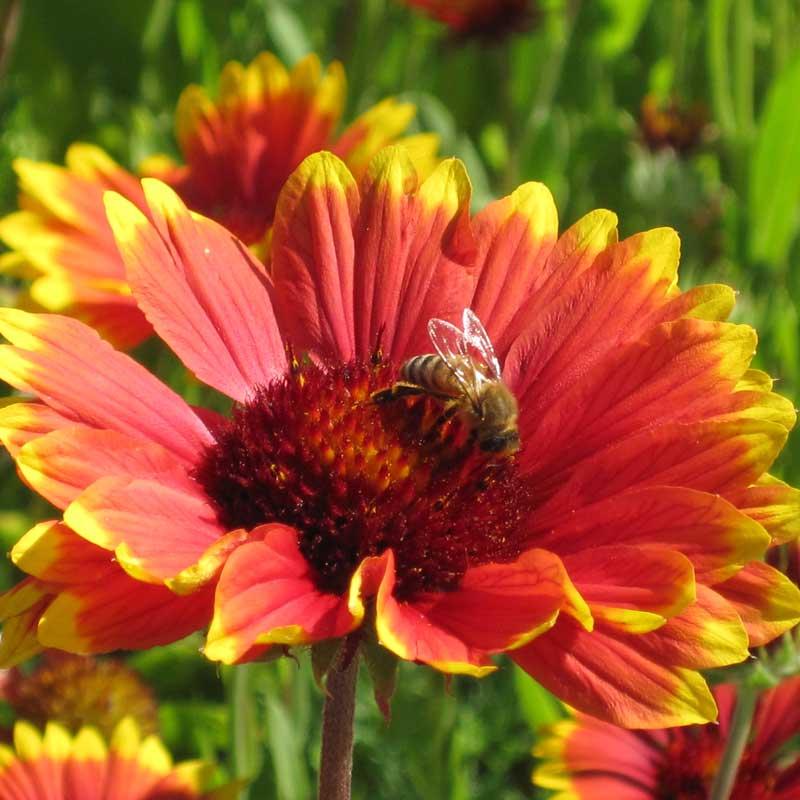 Gaillardia, Blanketflower (1/4 lb) Peaceful Valley