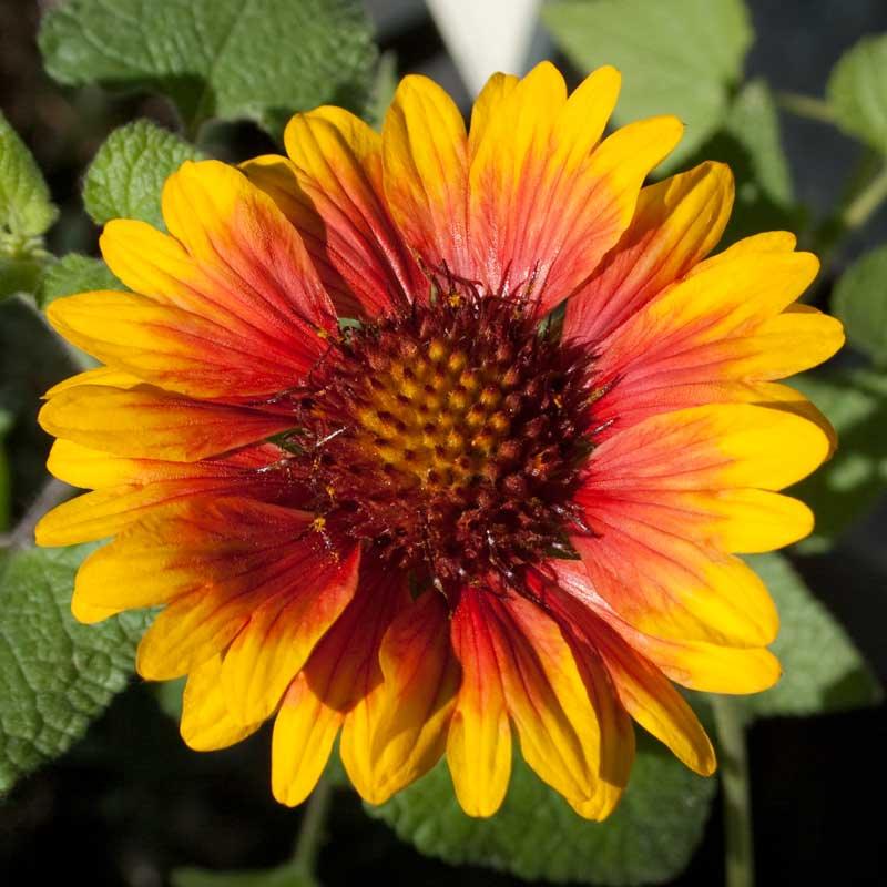 Blanketflower (pack) - Grow Organic Blanketflower (pack) Flower Seeds