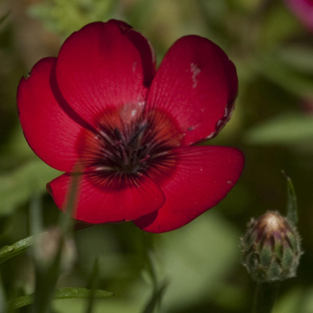 Flax, Scarlet (pack) - Grow Organic