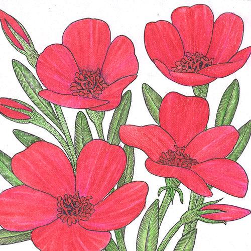 Flax, Scarlet (pack) Peaceful Valley