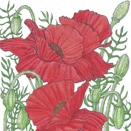 Corn Poppy Peaceful Valley
